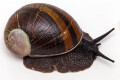 Helicophanta magnifica Madagascar adult, 90mm